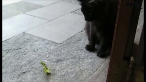 Коты против всех | Самые забавные противостояния животных