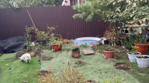 Гуляем и строим планы - что пересадить и что куда поставить.