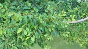 ▶️ Сквер на Ломоносова запустили рыбок /Олег Цайгер Жизнь на море / Крым