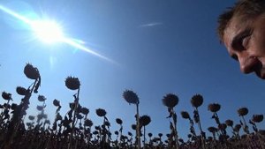 четвертый день уборочной подсолнечника оказался еще интереснее гибрид санмарин 456