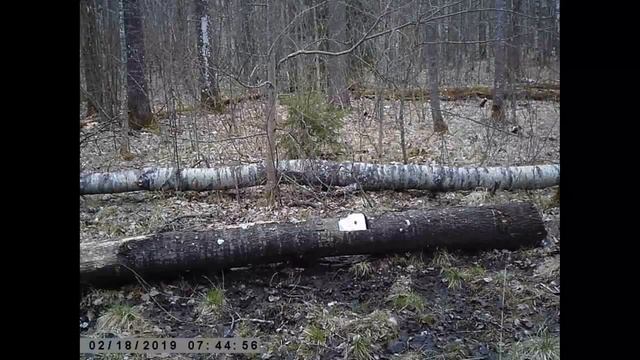 Дикий кабан в лесу быстро пробегает