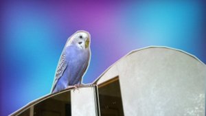 КАК ПОПУГАЙ ЗОВЕТ ДРУГОГО ПОПУГАЯ???? Молли зовет Чику. Язык попугаев