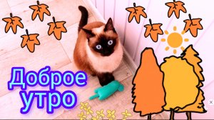 Доброе☀️утро🐱20-09-2025 #влогикаждыйдень #жизнь #кошка Ладушка