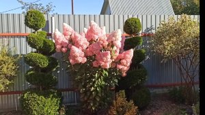 Несколько минут в моём саду 13 июля 2025 года...