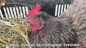 Цыплята и Курочки селяночки лучшие беспородные несушки 🥚 (314)