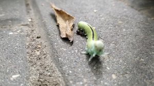 Гусеница и муравей