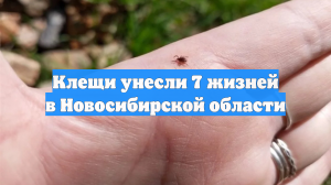 Клещи унесли 7 жизней в Новосибирской области