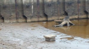 08 - Напугал Утку - 2025