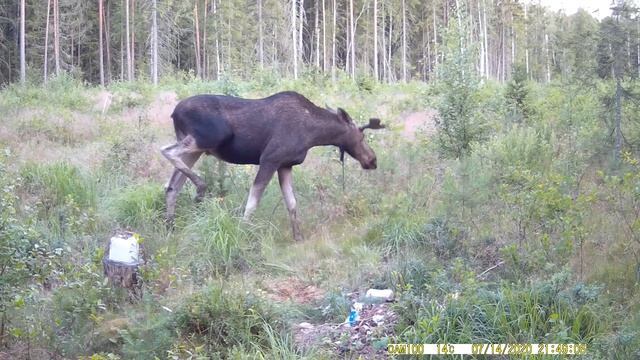 Рогатый лось(сохатый) на кормушке для кабанов