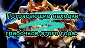 Нарезка грибного улова 2025. #морегрибов #амурскаяобласть #хитсезонаrutube #топкатегорияrutube