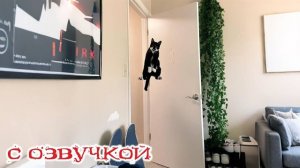Приколы с котами! С ОЗВУЧКОЙ! САМЫЕ СМЕШНЫЕ ЖИВОТНЫЕ! Смешные коты!!!