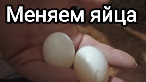 20-09-2025. Меняем яйца.