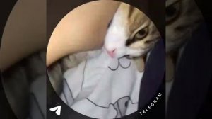 А чё там с котом?