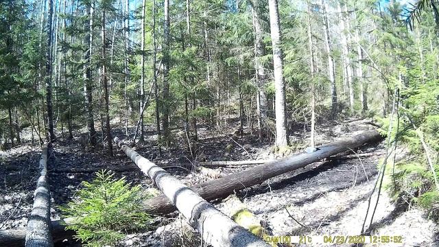 Фотоловушка поймала интересный кадр|Неожиданный гость посетил солонец для лося