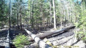 Фотоловушка поймала интересный кадр|Неожиданный гость посетил солонец для лося