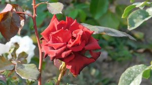 19=09=2025  кмр   (86)