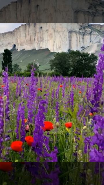 Цветы и вид на скалу Крым #жизньнаморекрым #крым смотреть онлайн