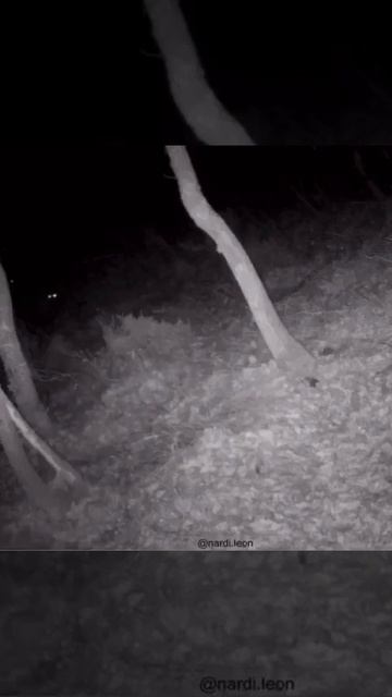 Волки на охоте идут за кабанами