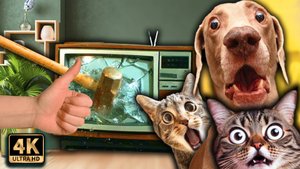 🤣 СМЕШНЫЕ ЖИВОТНЫЕ 2025🤣 Подборка угарных Кошек и Собак🐱🐶 Bully Furry 😻 Часть 7