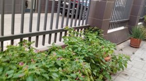 Стоматология.  Краснодар...была у врача