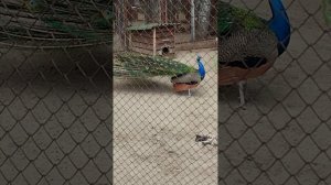 зоопарк города Саранска