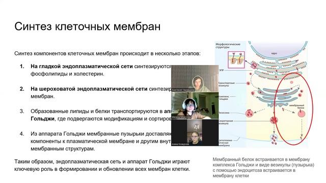 19.09.25 Цитоплазма (2)