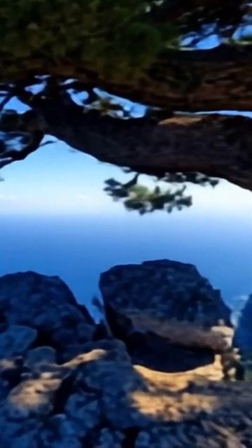 Зубцы Ай петри Сосна в скале.Крым #жизньнаморекрым #крым смотреть онлайн