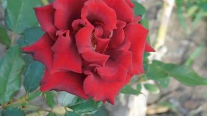 19=09=2025  кмр   (80)