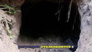 В Польше задержали четырех иностранцев, которые прорыли туннель из Белоруссии