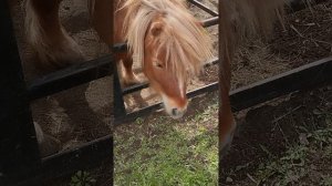 обзор зоопарка города Саранск