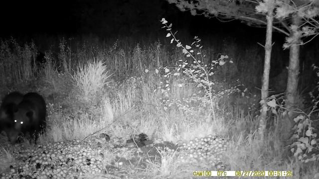 Как живут медведи в дикой природе.Медвежата играют на поляне.Видео съемка медведей в дикой природе