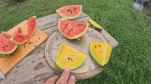 Жёлтый арбуз, невероятно сладкий! Арбуз сорт топ-ган.