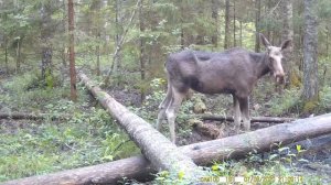 Лосиха на солонце для лося эпизод №2