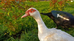 Доброе утиное утро🦆🍁🏡☀️