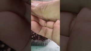 природной бегонии цвет