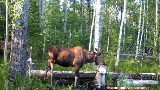 Скрытая камера снимает диких животных.Лоси на солонце для лося
