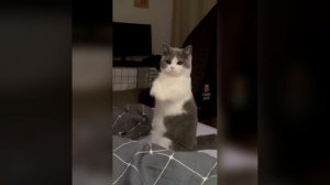Наш TG https://t.me/liveofcats
