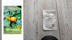 Трумпас. Карликовый перец. Покупка семян. 24,12,2024 года   Серия1/3  Архивное видео.