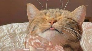 эстетика осени