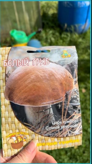 Сажаю мицелий белого гриба