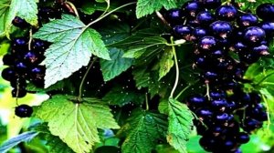 Музыкальный-клип льется Музыка нотами дождя.Алёна Росс-Чёрная смородина