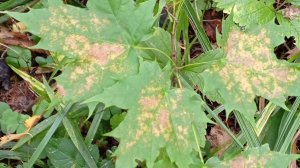 knitted socks Shchelkovo будни от Анны Николаевны