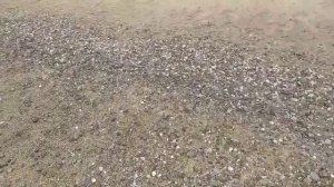 Море в Прибрежном. Бабье лето. Евпатория. 17.09.25