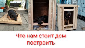 Что нам стоит дом построить.Собачья радость.