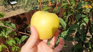 Озарк голд. Яблоня.