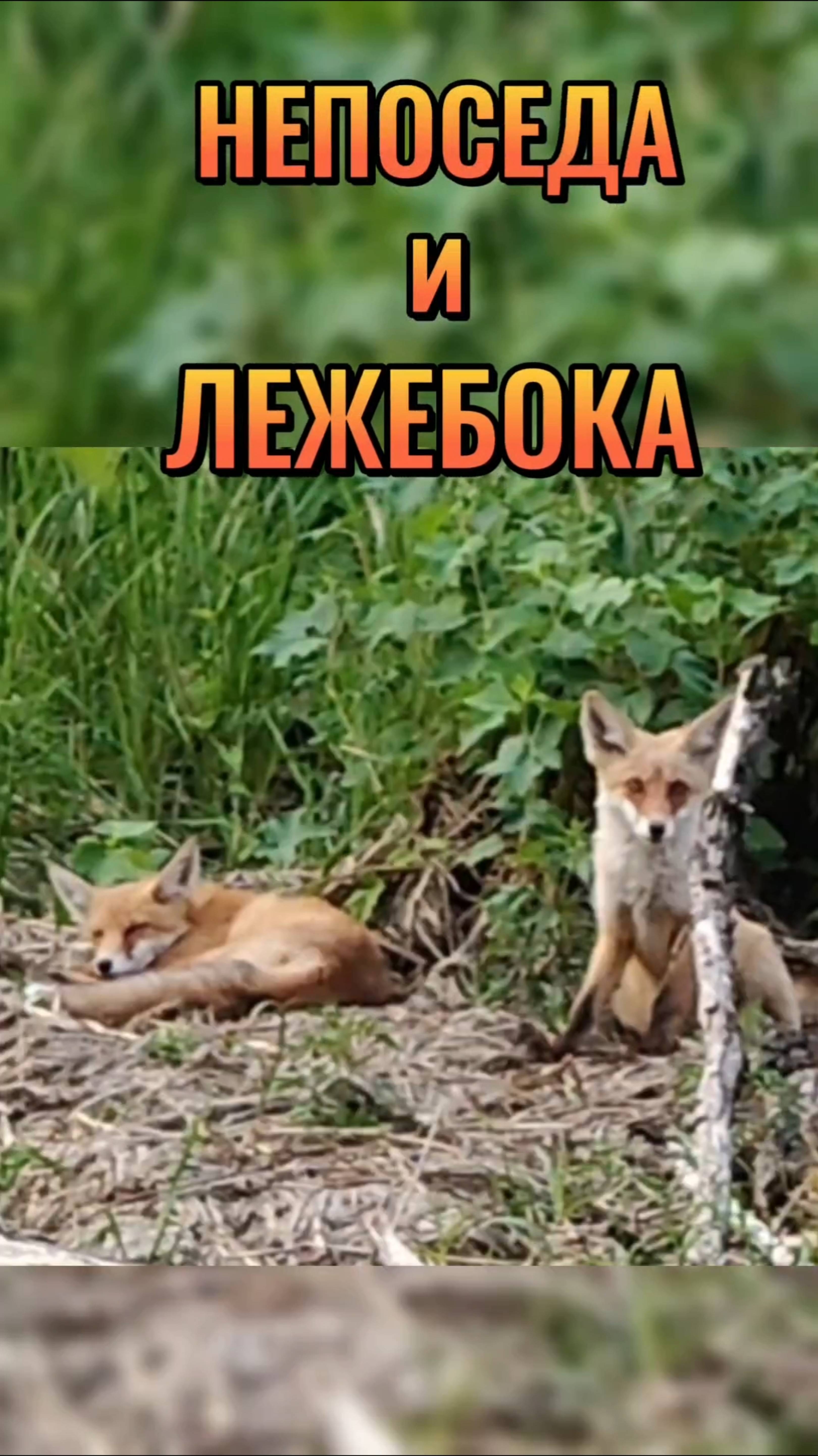 НЕПОСЕДА и ЛЕЖЕБОКА