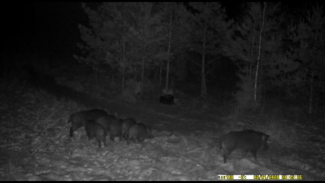 Стадо кабанов на кормушке