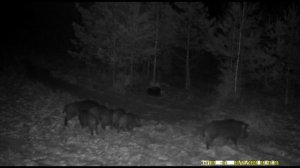 Стадо кабанов на кормушке