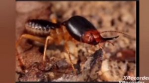 интересные факты про термитов