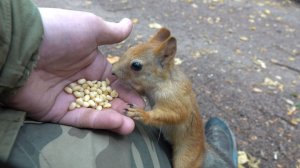 Немного о Балерине